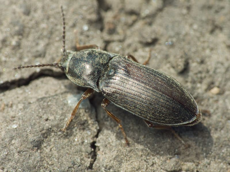 Coleoptera Linnaeus, 1758